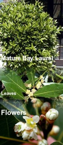 Bay Laurel Herb - Laurus nobilis - 4.33" Pot - Live Plant