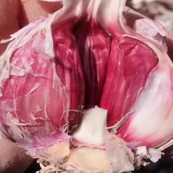 1 Pound Garlic for Planting in Fall Hardneck, 8-10 Chesnok Red Garlic Bulbs for Planting, Fresh and High Yield Bulb Variety Pack, Hardy and Fast Growing