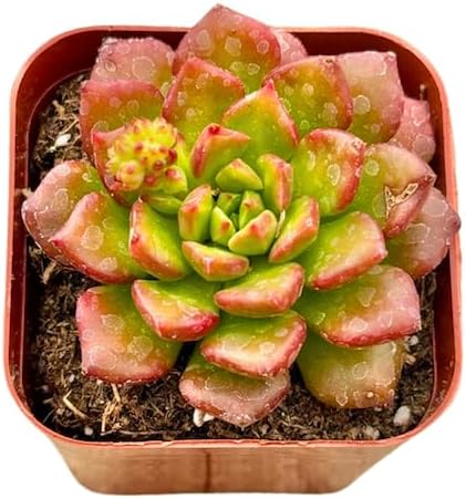 2" Sedeveria Letizia Unique Succulents Plants Live, Live Starter Succulent Plants, Easy Care House Plants Rooted in Succulent Soil Mix, by The Succulent Cult