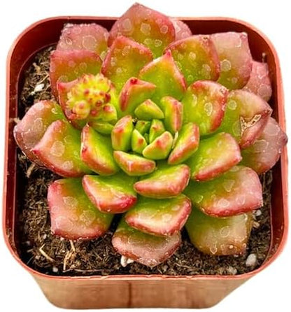 2" Sedeveria Letizia Unique Succulents Plants Live, Live Starter Succulent Plants, Easy Care House Plants Rooted in Succulent Soil Mix, by The Succulent Cult