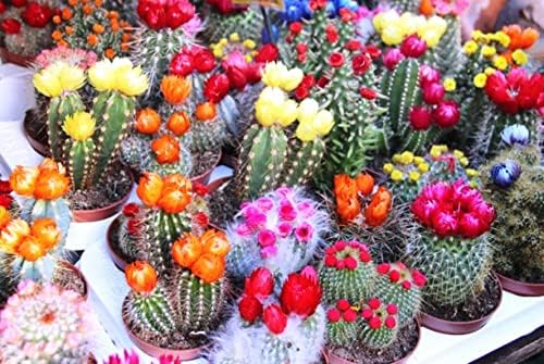 25+ Seeds Cactus Rare Succulents Cacti - Flower Mix