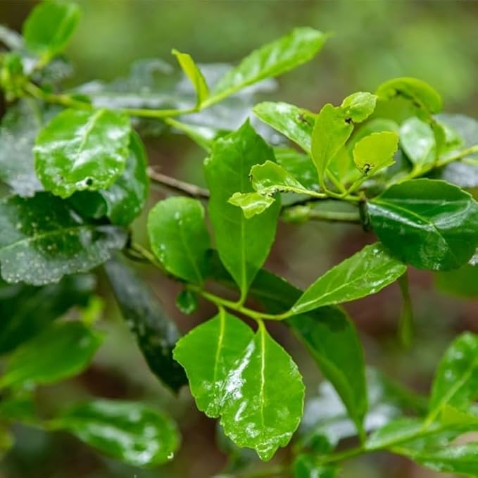 Yerba Mate Tea Plant (4 Pack) | Real Live Plant for Sale | Perfect for Tea Lovers | Hardy and Easy to Grow for Planting | Grow Organic Tea Leaves at Home | Great for Indoor or Outdoor Gardens