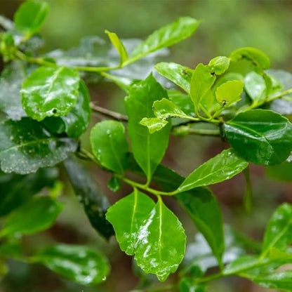 Yerba Mate Tea Plant (4 Pack) | Real Live Plant for Sale | Perfect for Tea Lovers | Hardy and Easy to Grow for Planting | Grow Organic Tea Leaves at Home | Great for Indoor or Outdoor Gardens