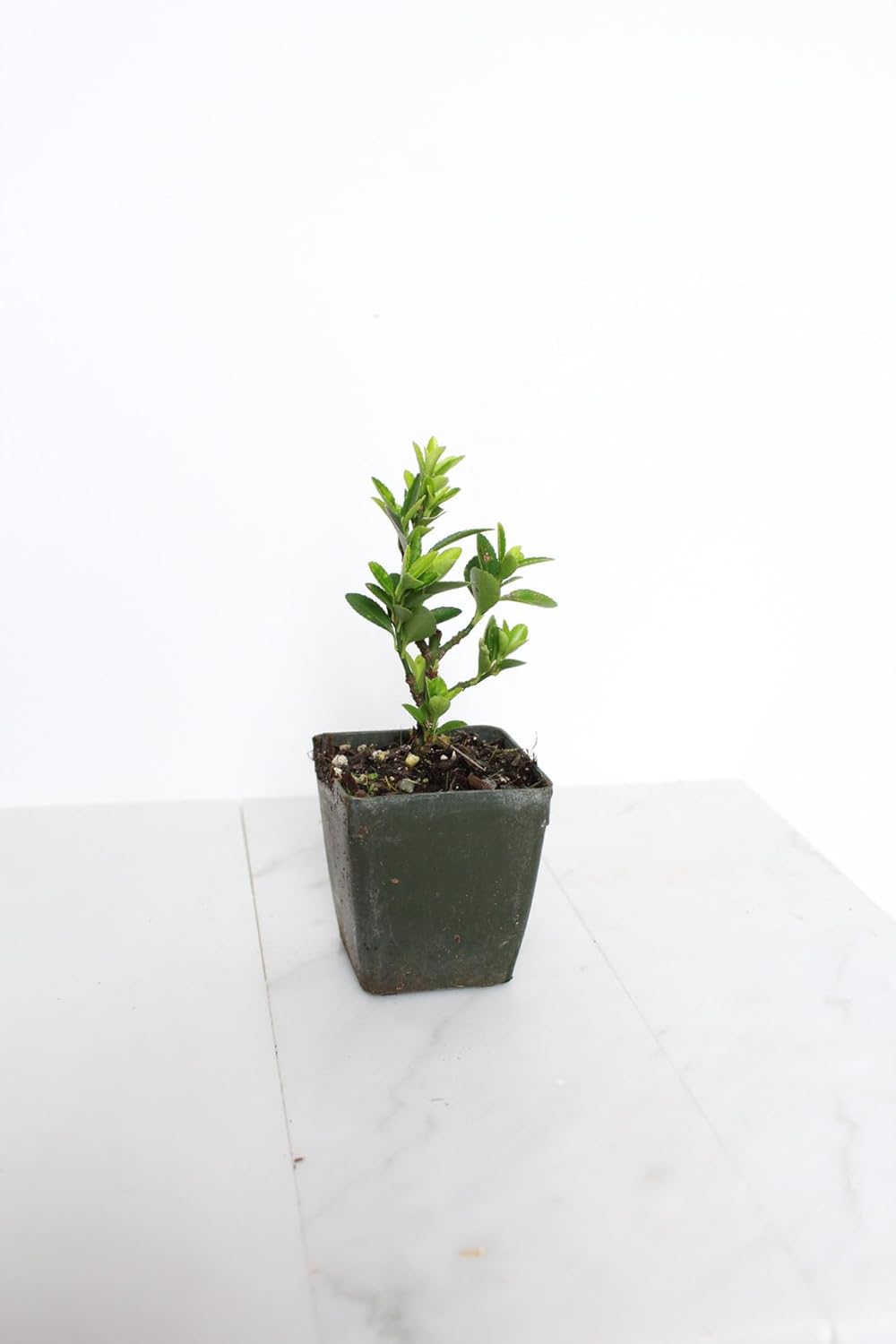 Live Bonsai Tree Starter Boxleaf Euonymus Plant, Japanese Spindle Tree, Indoor Outdoor Dwarf Shrub (Plastic Nursery Pot)