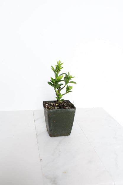 Live Bonsai Tree Starter Boxleaf Euonymus Plant, Japanese Spindle Tree, Indoor Outdoor Dwarf Shrub (Plastic Nursery Pot)