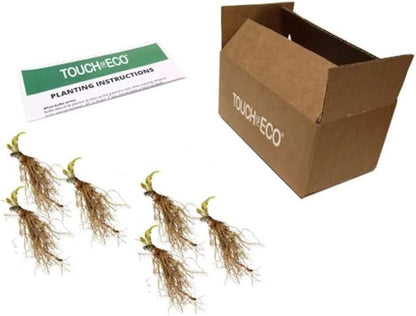 6 Pack of Mixed Heart-Shaped Hosta Bare Roots Plants - Rich Green Foliage, Low Maintenance for Your Home and Garden, Shipped Fresh & Daily from Our Coolers. 1000's Sold