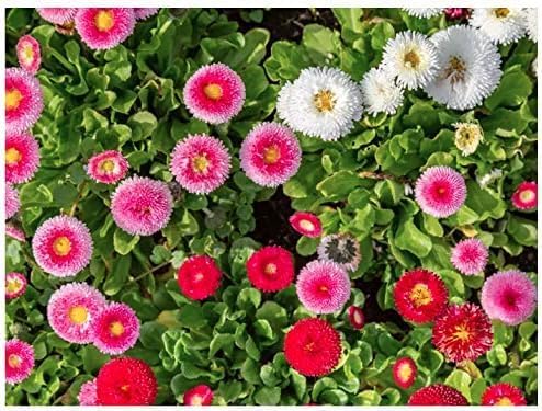 Pink English Daisy, Lawns and Borders - 1000 Seeds - Bellis Perennis