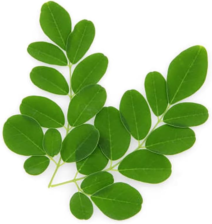 25 Seeds of The Tree of Life - The Moringa Tree - Superfood, Easy to Grow, Fast Growing Tree with Edible Leaves, Stems, Seeds - Marde Ross & Company…