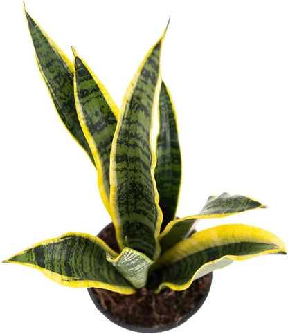 American Plant Exchange Snake Plant, Sansevieria Laurentii Yellow, Compact 4-Inch Pot, Stylish Deco Cover Included, Live Indoor Houseplant, Easy Care, Air Purifying, Perfect for Home Office Garden