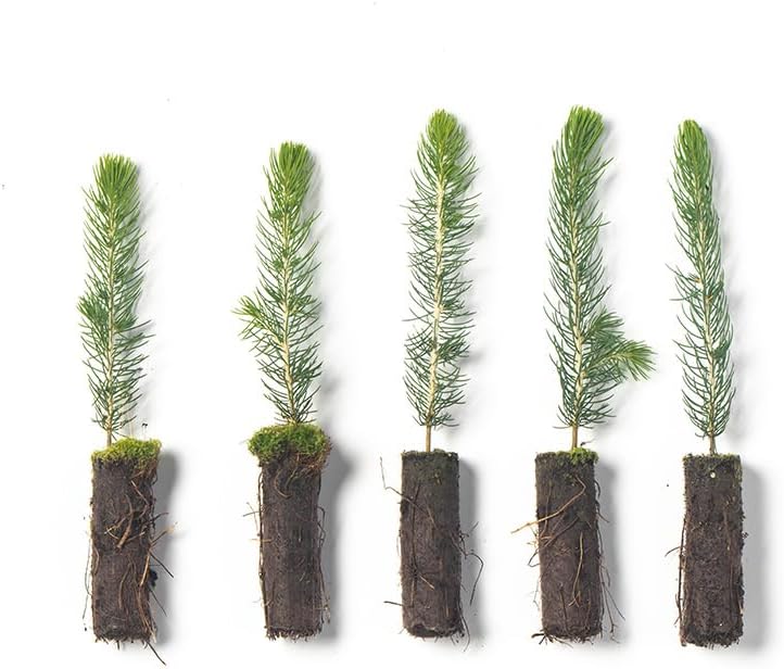 Colorado Blue Spruce Tree Plug Seedlings | 6"-12" | Arbor Day Foundation (5-Pack)