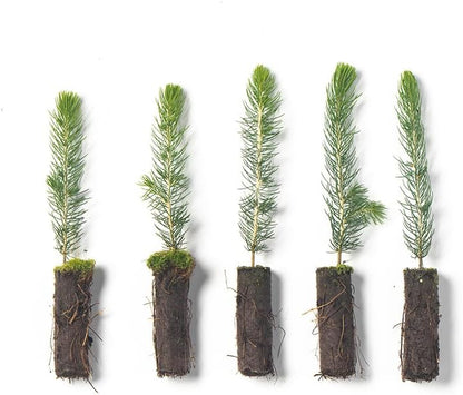 Colorado Blue Spruce Tree Plug Seedlings | 6"-12" | Arbor Day Foundation (5-Pack)