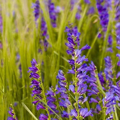Outsidepride Penstemon Seeds - 5000 Pcs Perennial, Drought-Tolerant & Pollinator Friendly, Strictus Rocky Mountain Wildflower Seeds for Planting with Vibrant Blue-Violet Blooms, Ideal for Xeriscaping