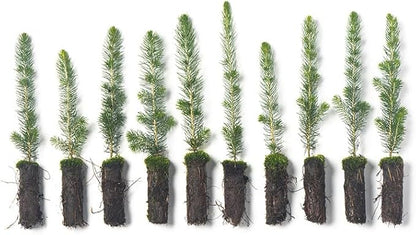 White Spruce Live Tree Seedlings | 6"-12" | Arbor Day Foundation (10-Pack)