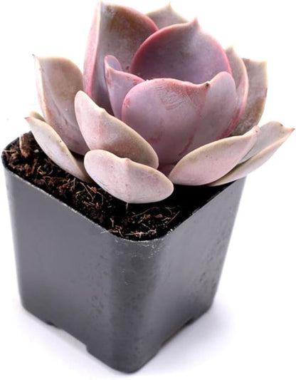 Mountain Crest Gardens Ultimate Succulent Variety Pack - 6 Unique Live Plants, Rooted in 2 inch Pots - Indoor/Outdoor Real Succulents for Garden Decor, Favors, DIY Arrangements