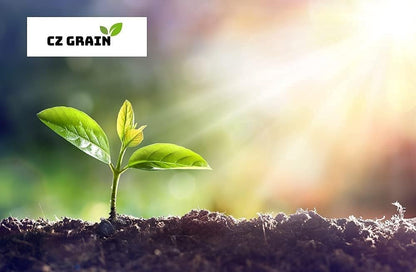 Italian Rye Grass Seeds for Planting - Lolium multiflorum (5,000 Seeds)