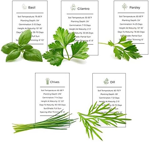 Herb Garden Seeds Collection - 5 Culinary Herb Seeds Pack - Basil, Parsley, Cilantro, Chives and Dill Seeds, Heirloom Seeds for Planting