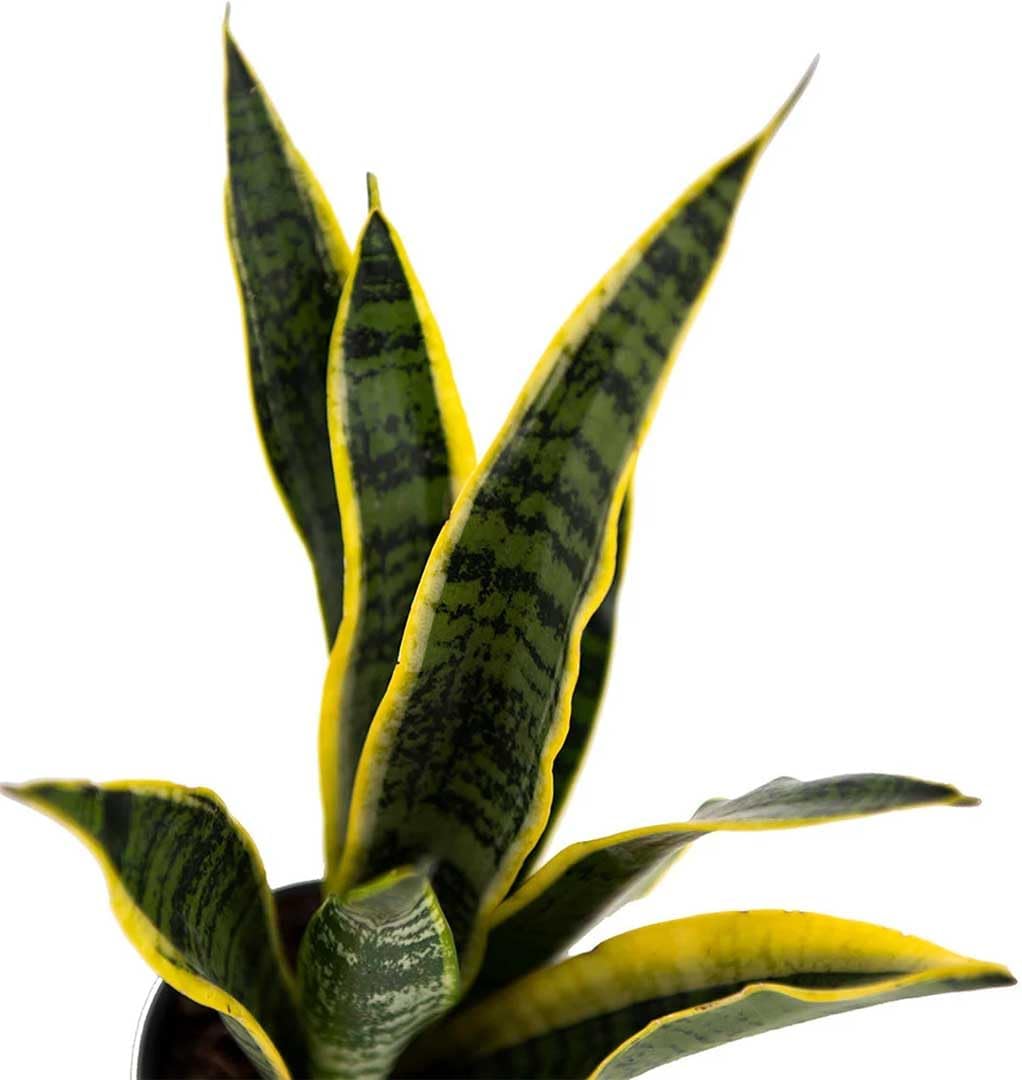 American Plant Exchange Snake Plant, Sansevieria Laurentii Yellow, Compact 4-Inch Pot, Stylish Deco Cover Included, Live Indoor Houseplant, Easy Care, Air Purifying, Perfect for Home Office Garden