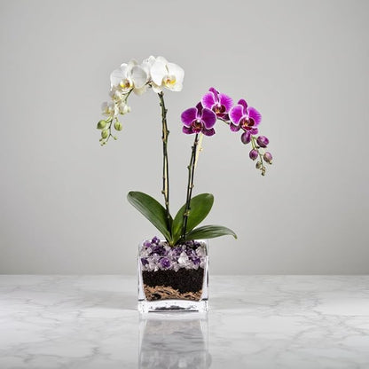Live White and Purple Double Stem Phalaenopsis Orchid Plant with Clear Quartz and Amethyst - Premium Dual-Color Flowering Houseplant, Easy Care Live Plant