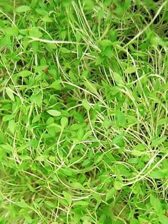 Dark Green Italian Flat-Leaf Parsley Seeds: 5 Lb - Bulk, Non-GMO Herb Seeds for Herbal Garden & Microgreens