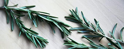 Gaea's Blessing Seeds - Rosemary Seeds - Heirloom Non-GMO Seeds with Easy to Follow Instructions 97% Germination Rate (Pack of 2)