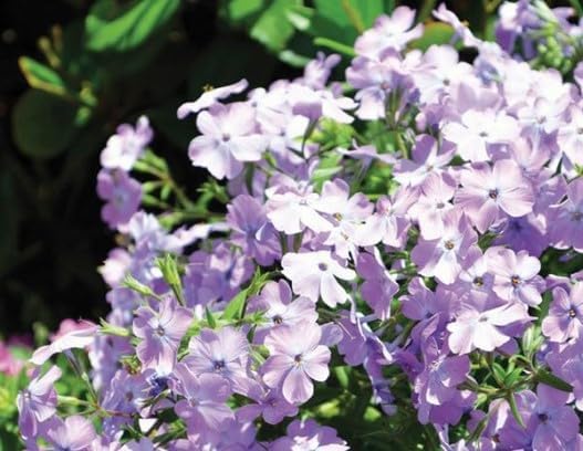 Paparazzi Angelina Phlox - #1 Container