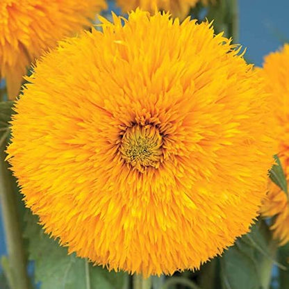 Park Seed Double Sunking Sunflower Seeds – Fringed Fully Double Yellow Blooms, Fun Powderpuff Style for Spring Gardens, Easy to Grow Cutting and Cottage Variety, Pack of 50