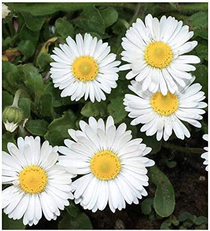 White English Lawn Daisy Mix, Lawns and Borders - 1000 Seeds - Bellis Perennis
