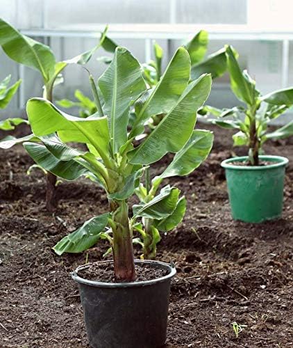 Seeds Ornamental Banana Tree Indoor Dwarf Perennial Flowers Non GMO