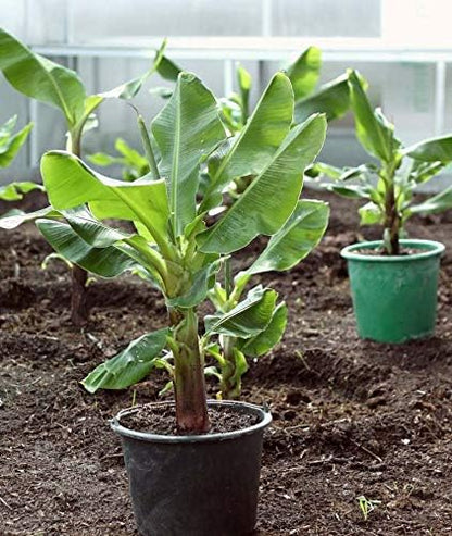 Seeds Ornamental Banana Tree Indoor Dwarf Perennial Flowers Non GMO