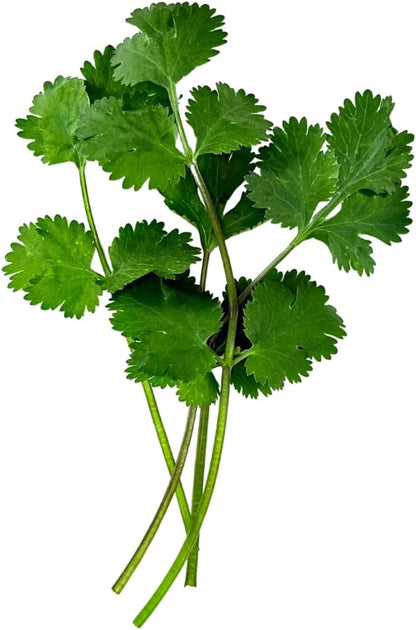 Herb Seedlings: Ready-to-Plant Seedlings, Starts, Plugs, Garden-Ready, Live Plants, Transplants, Pre-sprouted, for Soil & Hydroponic Gardens (Medium (36 seedlings))