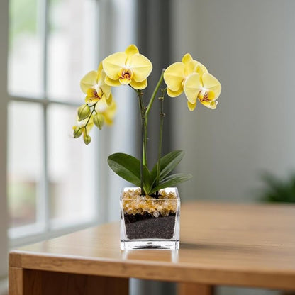 Premium Yellow Phalaenopsis Orchid Plant - Live Double Stem with Citrine Crystal - Indoor Flowering Houseplant Gift - Perfect for Birthday Anniversary