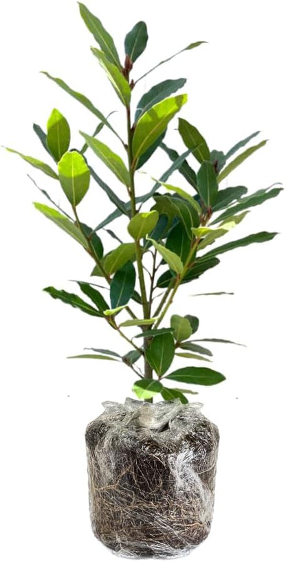 Bay Leaf Tree Live Plant, Laurus Nobilis Live Plant, Sweet Bay Laurel Plant Bay Leaf Plant Live Herbs Growing Indoor Outdoor