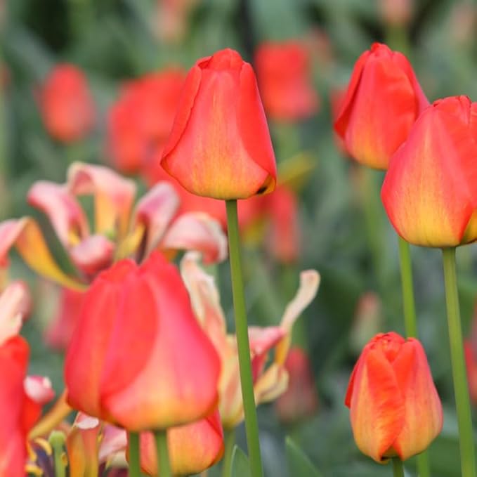 Orange Queen Darwin Hybrid Tulip Flower Bulbs - 10 Bulbs per Pack - Good as Cut Flowers - Easy to Grow Live Plants - Outdoor Flower Garden