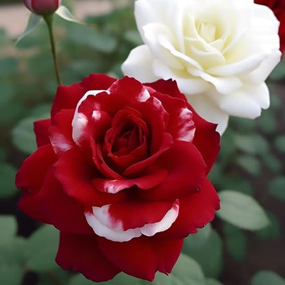 20pcs Rare Twin Red White Rose Flower Seeds for Planting - Captivating Garden Blooms Non GMO Heirloom Garden - Planting Instructions for Easy Grow - Great Gardening Gifts