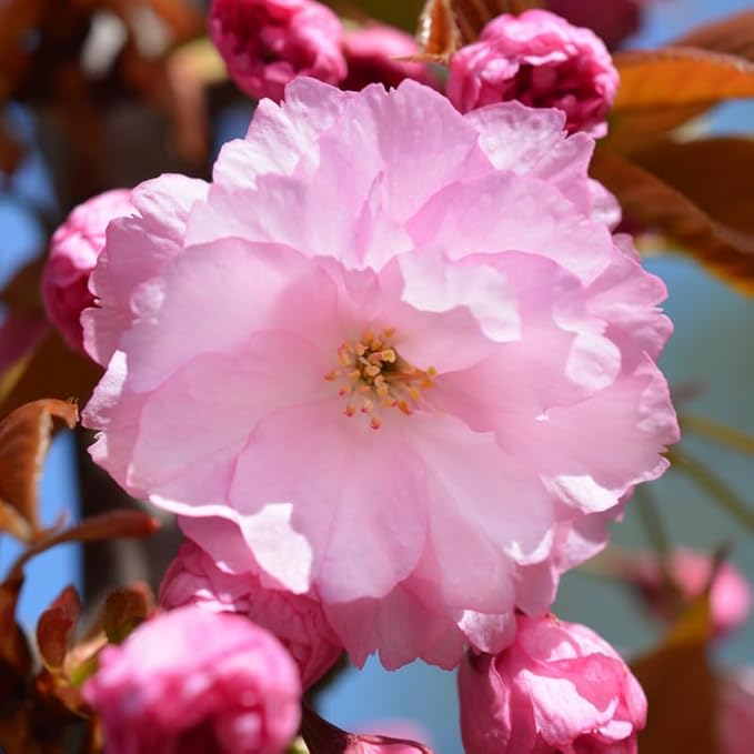 Kwanzan Cherry Blossom Tree, Double Pink Cherry Blossom, 8 to 12 Inch Tall Cherry Blossom Tree Live in Pot, Perennial Cherry Blossom Sapling, Cherry Blossom Tree Plant