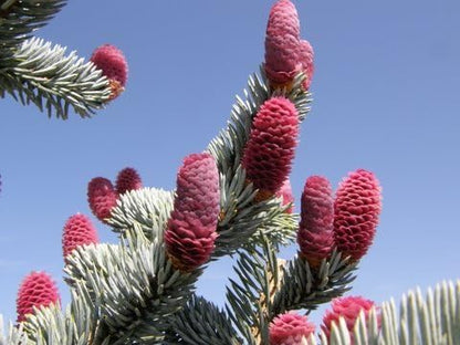 Hoopsii Colorado Blue Spruce - 2 Year Live Plant, Vibrant Blue Foliage, 3" Pot
