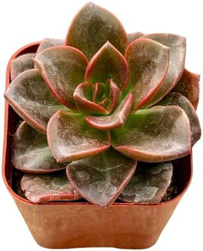 2" Unique Succulents Plants Live, Live Starter Succulent Plants, Easy Care House Plants Rooted in Succulent Soil Mix, by The Succulent Cult (Echeveria Melaco)
