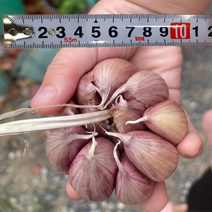 1 Pound Garlic for Planting in Fall Hardneck, 8-10 Large Garlic Bulbs for Planting, Fresh and High Yield Bulb Variety Pack, Hardy and Fast Growing
