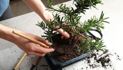 Premium Bonsai Soil Potting Mix by Gardenera - Enhance Root Development and Ensure Bonsai Success - 2 Quart