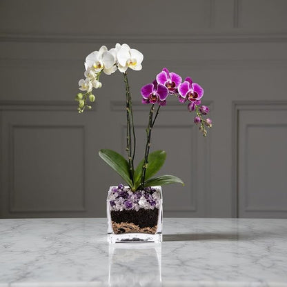 Live White and Purple Double Stem Phalaenopsis Orchid Plant with Clear Quartz and Amethyst - Premium Dual-Color Flowering Houseplant, Easy Care Live Plant