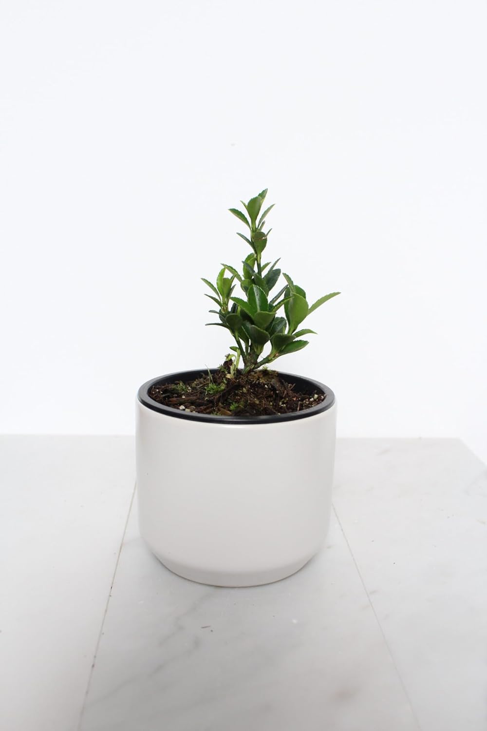 Live Bonsai Tree Boxleaf Euonymus Plant, Japanese Spindle Tree, Indoor Outdoor Dwarf Shrub (White Ceramic Pot)