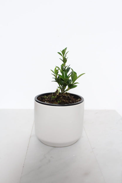 Live Bonsai Tree Boxleaf Euonymus Plant, Japanese Spindle Tree, Indoor Outdoor Dwarf Shrub (White Ceramic Pot)