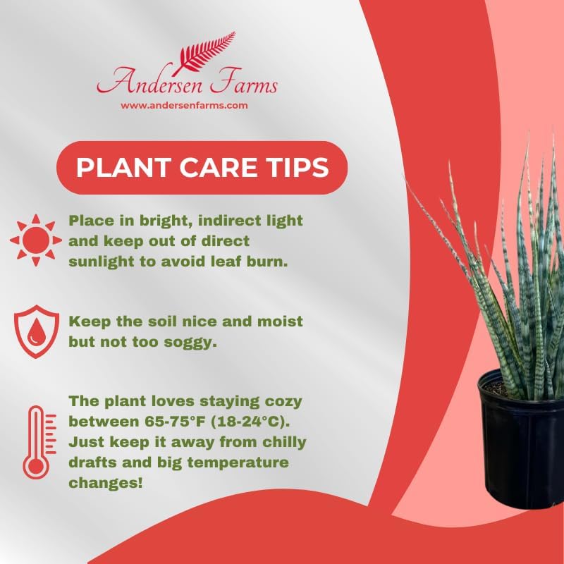 Sansevieria Fernwood Live Indoor/Outdoor Plant in Grower Pot 10"