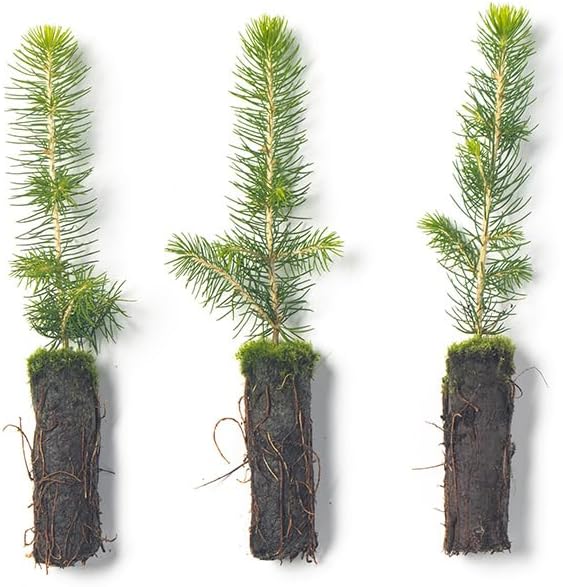 Norway Spruce Tree Seedlings | 6"-12" | Arbor Day Foundation (3-Pack)