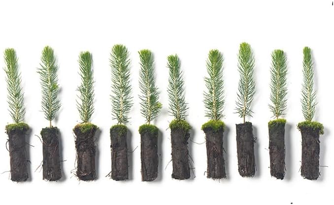Colorado Blue Spruce Tree Plug Seedlings | 6"-12" | Arbor Day Foundation (10-Pack)