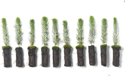 Colorado Blue Spruce Tree Plug Seedlings | 6"-12" | Arbor Day Foundation (10-Pack)