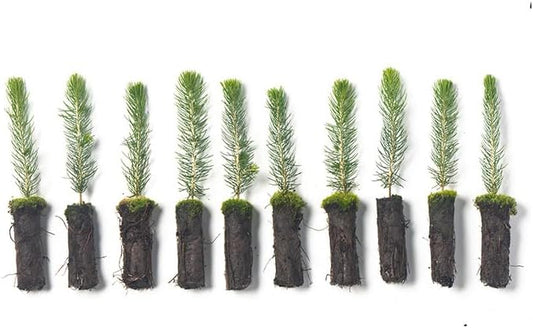 Colorado Blue Spruce Tree Plug Seedlings | 6"-12" | Arbor Day Foundation (10-Pack)