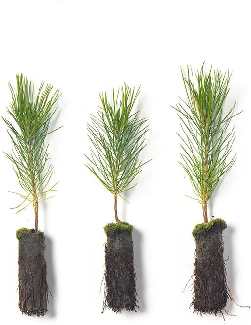 Ponderosa Pine Live Tree Plug Seedlings | 6"-12" | Arbor Day Foundation - (Due to Agricultural Laws, Unavailable to AZ, CA, ID, ME, MT or UT) (3-Pack)