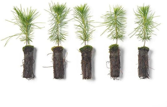 White Pine Live Tree Seedlings Plug | 6"-12" | Arbor Day Foundation - (Due to Agricultural Laws, Unavailable to AZ, CA, ID, ME, MT, OR or UT) (5-Pack)