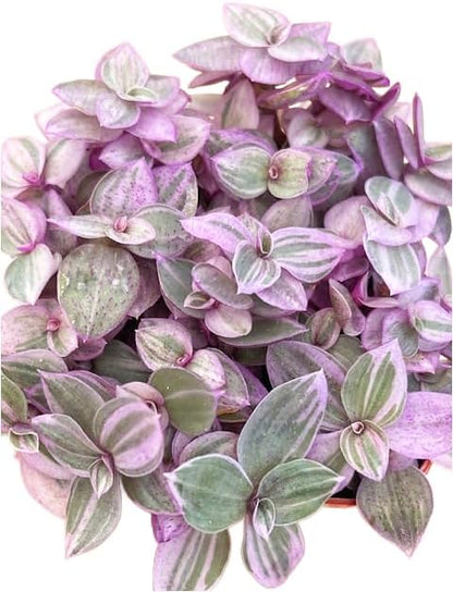 Succulents Plants Live 2" Callisia Repens Pink Lady, Live Mini Succulent Plants, Easy Care House Plants Rooted in Succulent Soil Mix, by The Succulent Cult